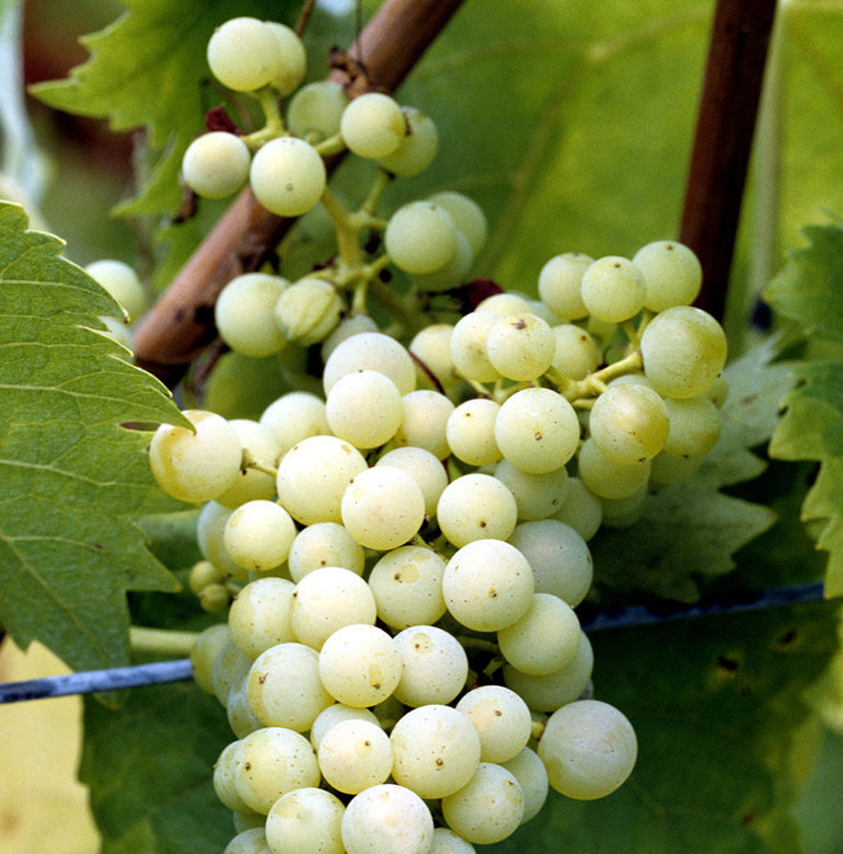 Die Rebsorte hat nicht nur in Italien besonderen Status. Weinkenner in der ganzen Welt schätzen die Traube, die auch unter anderen Namen bekannt ist.