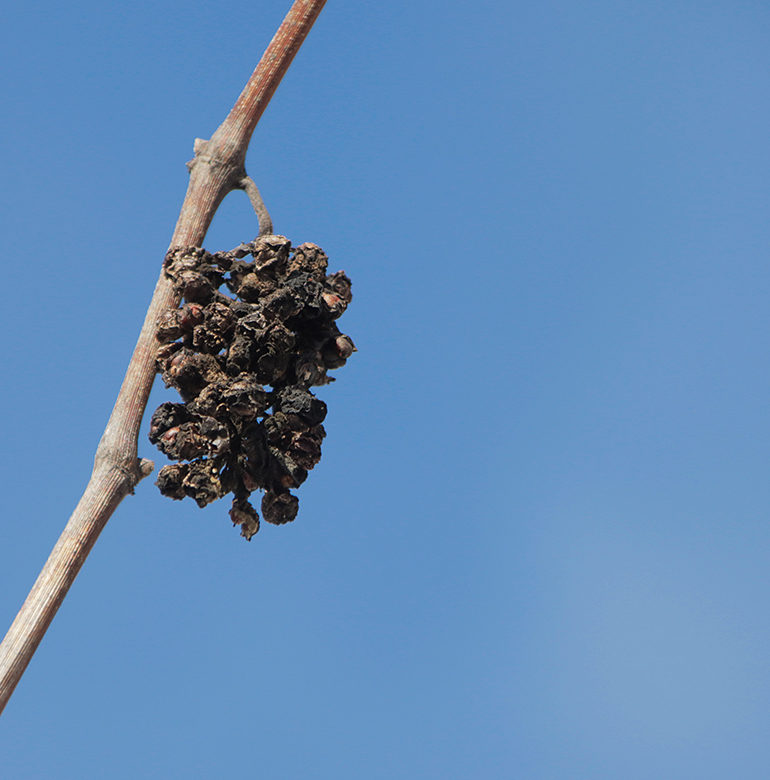 reblausplage Ende des 19. Jahrhunderts fiel die Reblaus über die Weinstöcke Europas her und brachte Ruin aber auch unverhoffte Chancen für manche Wein-Region mit sich.