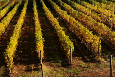 celler cal pla priorat weingut Das spanische Weingut der Familie Sangenis überzeugt Genießer und Kenner mit Weiß- und Rotweinen, die wegen ihrer niedrigen Auflage heiß begehrt sind.