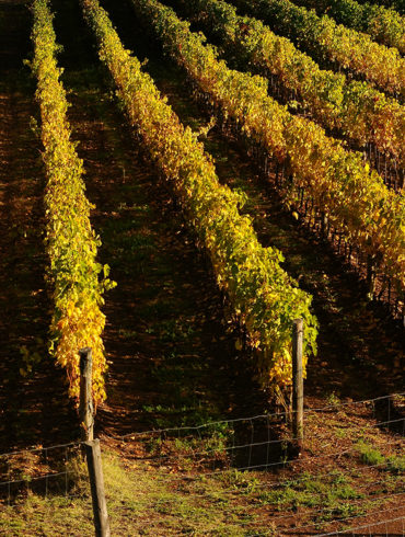 Das spanische Weingut der Familie Sangenis überzeugt Genießer und Kenner mit Weiß- und Rotweinen, die wegen ihrer niedrigen Auflage heiß begehrt sind.