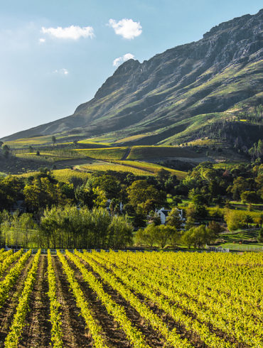 Stellenbosch in Südafrika ist ein fruchtbares und ergiebiges Weinbaugebiet. Die hier entstandene Rebsorte Pinotage begeistert Weinkenner auf der ganzen Welt.