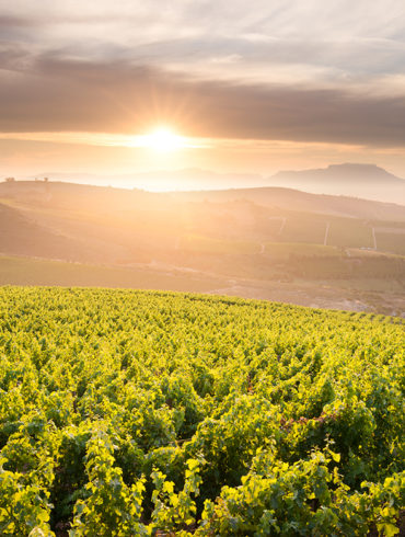 Südafrikanische Weine erfreuen sich größter Beliebtheit bei Weinkennern aus der ganzen Welt. Silke Spruch gibt eine kurze Einführung in das Weinland Südafrika.