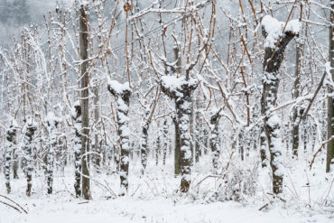 Womit ein Winzer im Frühling, Herbst und Sommer beschäftigt ist – davon haben die meisten eine ganz gute Vorstellung. Was aber geschieht in den kalten Monaten?