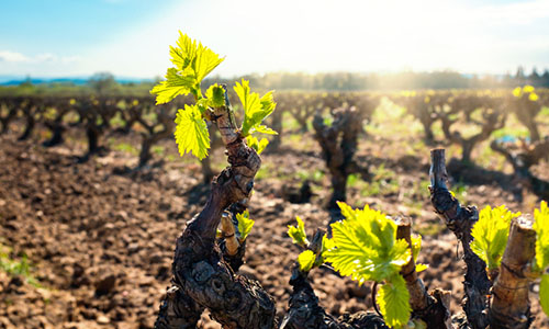 Rebstock im Fruehling | Silkes Weinblatt