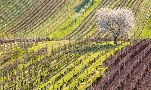 Weinberg im April | Silkes Weinblatt