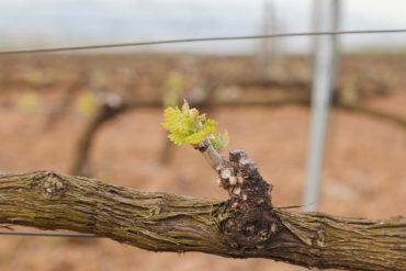 weinjahr winzer april Im April steht der Boden des Weinbergs im Fokus des Winzers. Auflockerung und Düngung sind nur zwei Schlagworte, die im vierten Monat des Jahres auf der To-do-Liste stehen. Aber auch der Vertrieb und die Entwicklung länger reifender Tropfen darf nicht vergessen werden.
