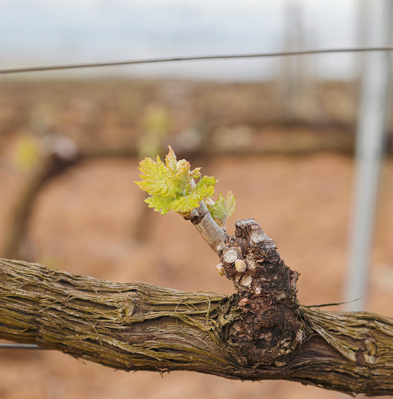 Im April steht der Boden des Weinbergs im Fokus des Winzers. Auflockerung und Düngung sind nur zwei Schlagworte, die im vierten Monat des Jahres auf der To-do-Liste stehen. Aber auch der Vertrieb und die Entwicklung länger reifender Tropfen darf nicht vergessen werden.