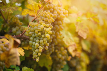 Widerstandsfähigkeit gegen Schädlinge, Frosthärte und Ertragsfähigkeit aber auch Aromatik und das Farbenspiel sind Gründe, neue Trauben entstehen zu lassen.