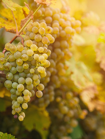 Widerstandsfähigkeit gegen Schädlinge, Frosthärte und Ertragsfähigkeit aber auch Aromatik und das Farbenspiel sind Gründe, neue Trauben entstehen zu lassen.