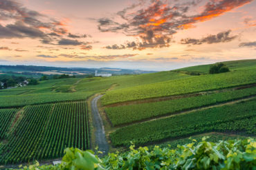 Im Mai ist der Schutz der Triebe eine der Hauptaufgaben des Winzers. Des Weiteren beschäftigen sich die Weinbauern mit der Ertragskontrolle und -regulierung.