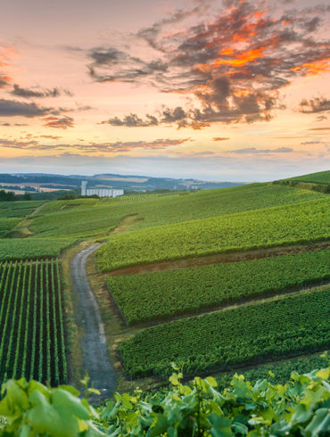 Im Mai ist der Schutz der Triebe eine der Hauptaufgaben des Winzers. Des Weiteren beschäftigen sich die Weinbauern mit der Ertragskontrolle und -regulierung.