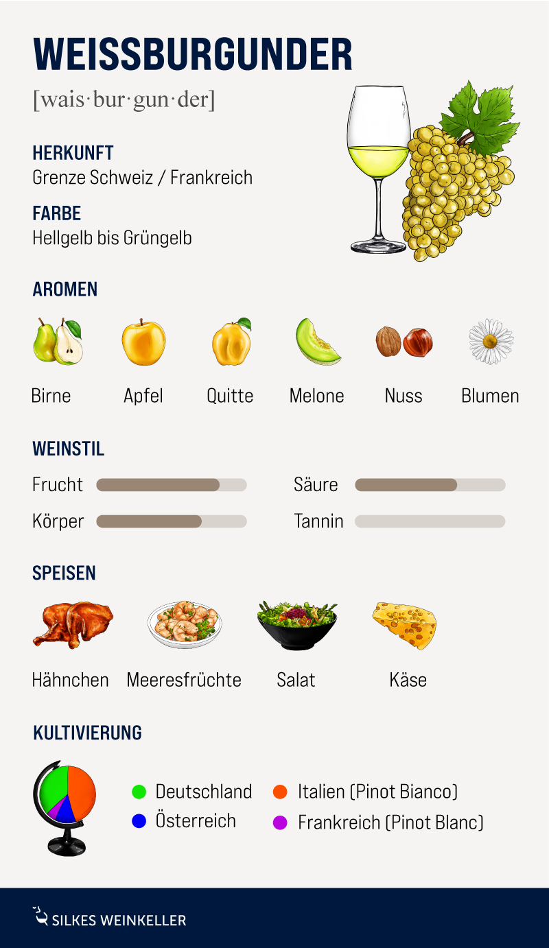 Grafik mit Illustrationen zu Weißburgunder darauf