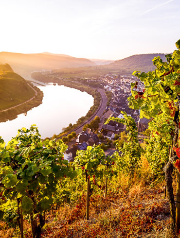 Im einzigartigen Mikroklima an der Mosel gedeihen Reben auf rund 8.770 Hektar. Hier entsteht Moselwein, der sein ursprüngliches Potenzial wiederentdeckt.