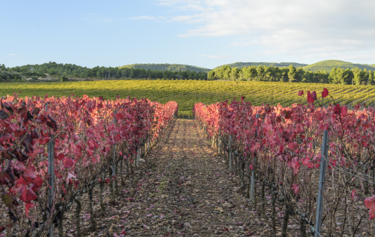 Amarone Weinberg