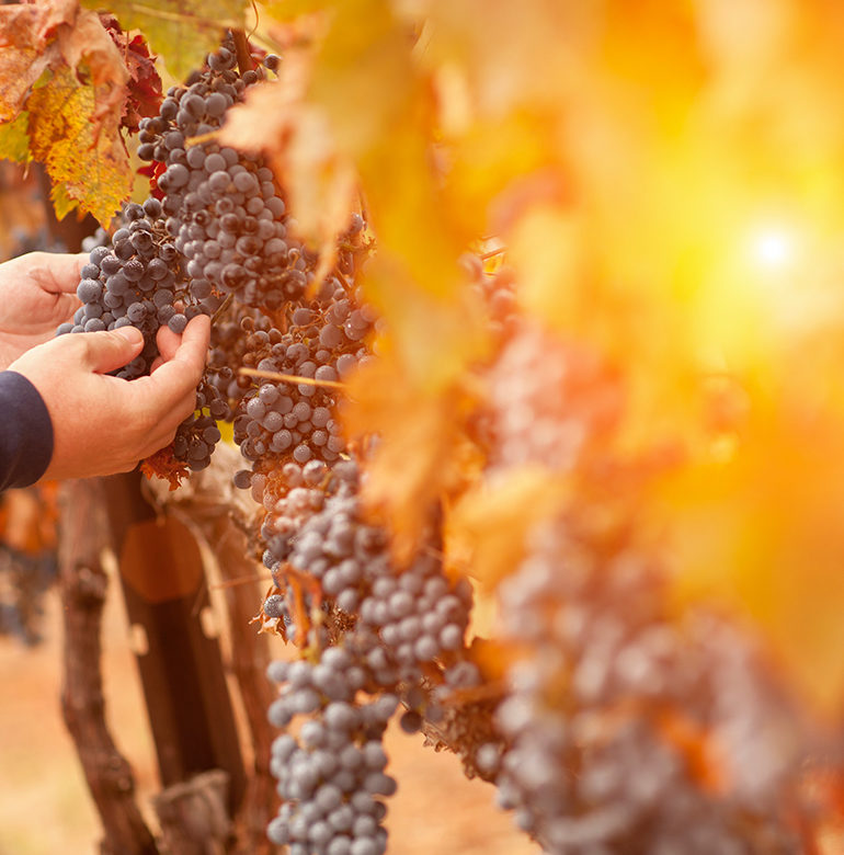 1917 wurde Vinicola del Priorat als Kooperative gegründet. Über 140 Partner bringen die besten Trauben aus ihren rund 120 Hektar Land in die Kellereien.