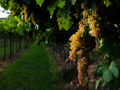 Weinreben am Weinstock in der Sonne