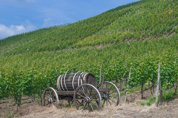 Wagen mit Weinfass im Weinberg