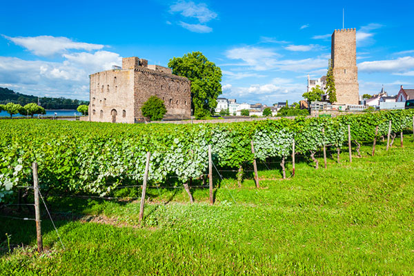 Weinberg am Mittelrhein