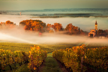 Bereits seit tausenden Jahren erzeugt die Menschheit Wein. Aller Vermutung nach nahm die Geschichte des Weinbaus im vorderen Asien ihren Anfang.