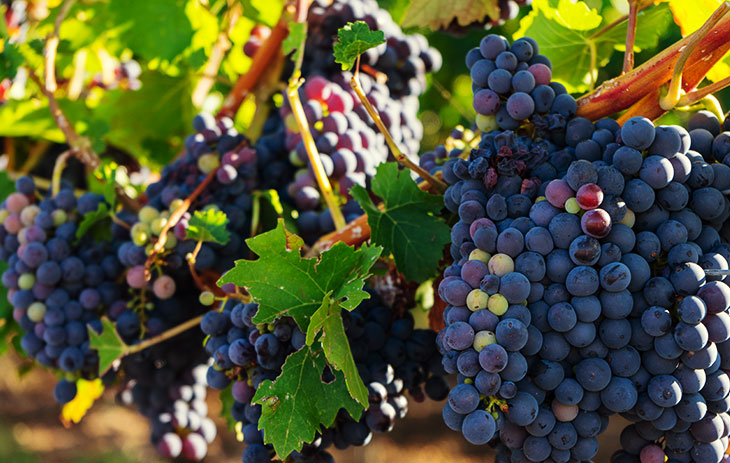 Weinreben am Weinstock