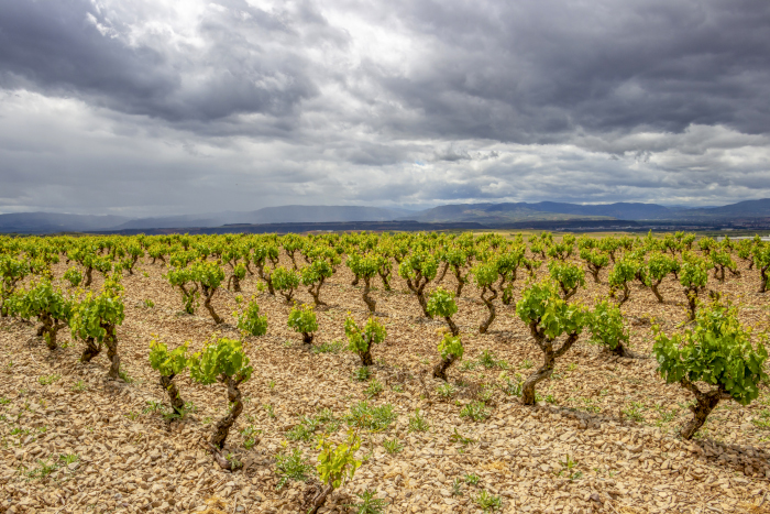 telmo rodriquez 2 telmo rodriquez 2 | Silkes Weinblatt