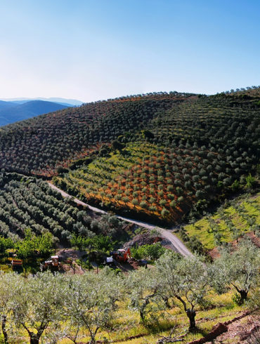 Für den spanischen Star-Winzer gibt es nicht nur ein einziges Anbaugebiet, sondern eine Vielzahl an potenziellen Entstehungsorten für seine erfolgreichen Weine.