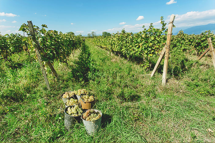 weinbau | Silkes Weinblatt