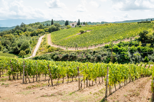 farnese 1 farnese 1 | Silkes Weinblatt