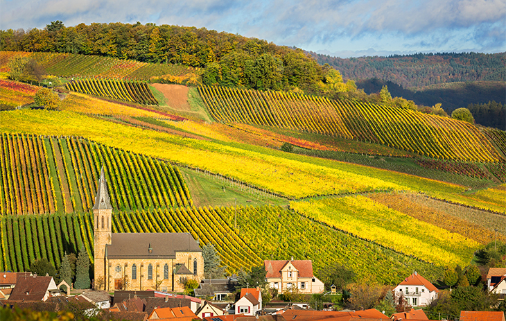 Weinbau in der Pfalz
