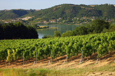 Viele Weinberge begleiten den Verlauf des Flusses Rhône von Vienne bis nach Avignon. Lesen Sie hier, was der Weinfreund von dieser Region erwarten darf.