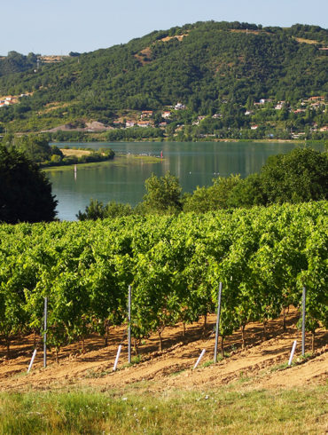 Viele Weinberge begleiten den Verlauf des Flusses Rhône von Vienne bis nach Avignon. Lesen Sie hier, was der Weinfreund von dieser Region erwarten darf.