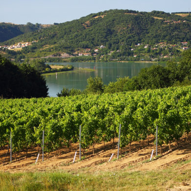 Viele Weinberge begleiten den Verlauf des Flusses Rhône von Vienne bis nach Avignon. Lesen Sie hier, was der Weinfreund von dieser Region erwarten darf.