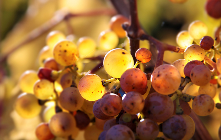 Deutschland: Riesling Weinreben in der Sonne