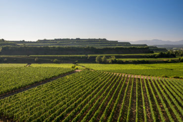 Erfahren Sie hier, inwieweit sich Baden im Hinblick auf die Weinbau-Zone von den anderen Regionen | Silkes Weinblatt