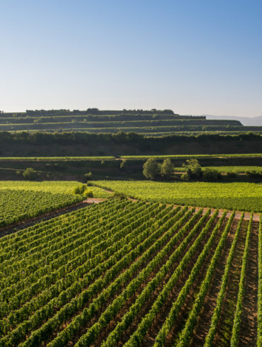 Erfahren Sie hier, inwieweit sich Baden im Hinblick auf die Weinbau-Zone von den anderen Regionen | Silkes Weinblatt