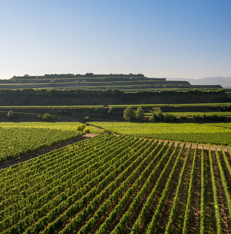 Erfahren Sie hier, inwieweit sich Baden im Hinblick auf die Weinbau-Zone von den anderen Regionen | Silkes Weinblatt