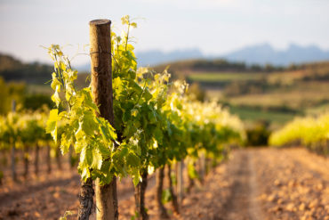 Erfahren Sie hier mehr über diese spanische Weinregion.