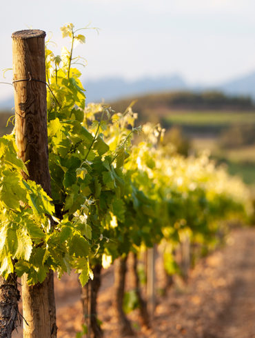 Erfahren Sie hier mehr über diese spanische Weinregion.