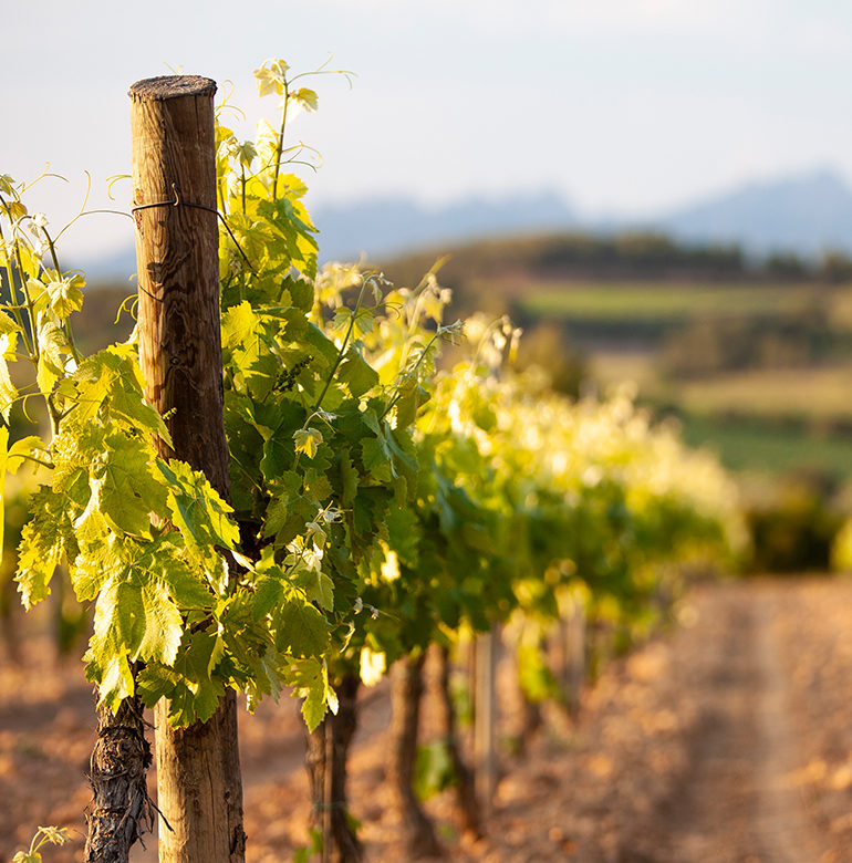 Erfahren Sie hier mehr über diese spanische Weinregion.