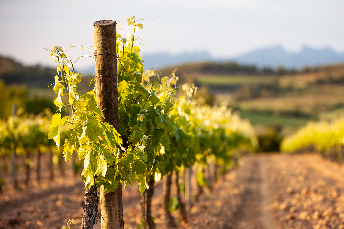 Priorat – Das katalonische Wein-Paradies