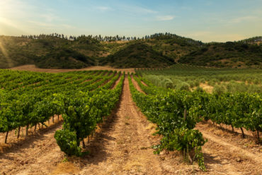 Ribera del Duero Wer Wein empfehlen möchte, muss ihn zunächst kennenlernen. Das gelingt nur im Austausch mit Menschen, die sich mit Anbau, Vinifikation und Reifung beschäftigen.