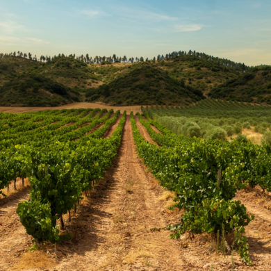 Wer Wein empfehlen möchte, muss ihn zunächst kennenlernen. Das gelingt nur im Austausch mit Menschen, die sich mit Anbau, Vinifikation und Reifung beschäftigen.
