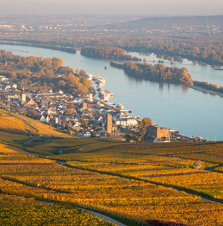 Das Weinbaugebiet Rheingau hält einige Besonderheiten für Weinliebhaber bereit, denn hier sorgen Klima, Boden und der Rhein für optimale Anbaubedingungen.