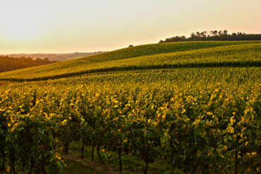farnese wein italien Das noch junge Unternehmen hat es binnen weniger Jahre geschafft, Italiens Weinkultur maßgeblich zu beeinflussen und dabei seinen Qualitätsanspruch niemals gesenkt.