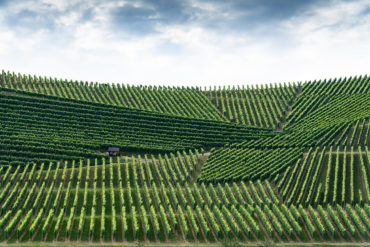 Mit „integriert“ ist bei dieser Art des Weinbaus gemeint, dass der Winzer die Themen Pflanzenschutz und Rebpflege in das Ökosystem Weinberg integriert.