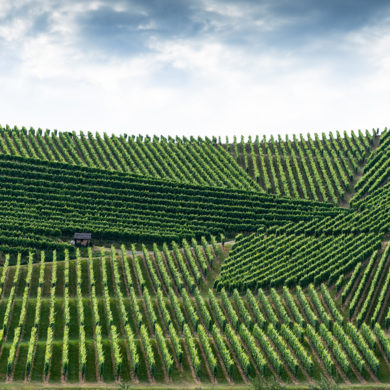 Mit „integriert“ ist bei dieser Art des Weinbaus gemeint, dass der Winzer die Themen Pflanzenschutz und Rebpflege in das Ökosystem Weinberg integriert.