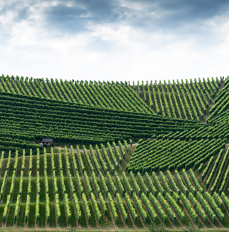 Mit „integriert“ ist bei dieser Art des Weinbaus gemeint, dass der Winzer die Themen Pflanzenschutz und Rebpflege in das Ökosystem Weinberg integriert.