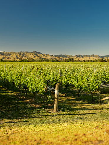 Zu verdanken ist die Etablierung neuseeländischen Weins ganz besonders dem eher jungen Anbaugebiet Marlborough. Niemals fehlen darf hier der Sauvignon Blanc.