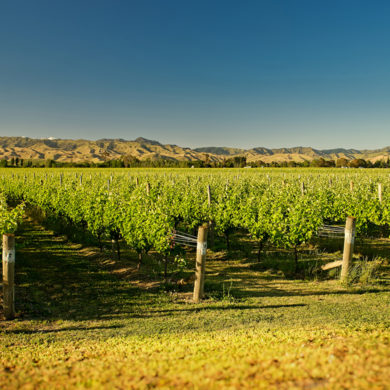 Zu verdanken ist die Etablierung neuseeländischen Weins ganz besonders dem eher jungen Anbaugebiet Marlborough. Niemals fehlen darf hier der Sauvignon Blanc.