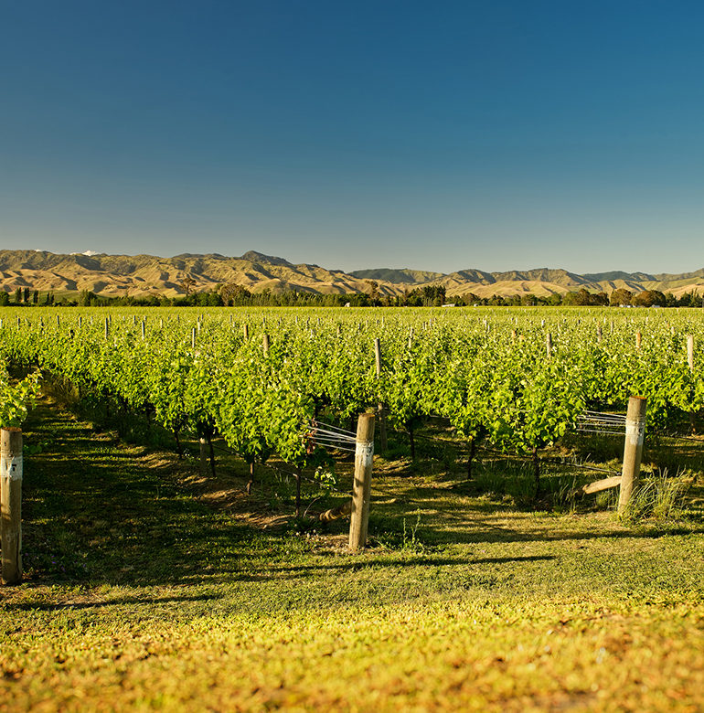 Zu verdanken ist die Etablierung neuseeländischen Weins ganz besonders dem eher jungen Anbaugebiet Marlborough. Niemals fehlen darf hier der Sauvignon Blanc.